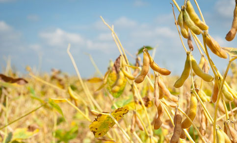 美經濟學家：6月1日美國大豆庫存預計為9.605億蒲式耳